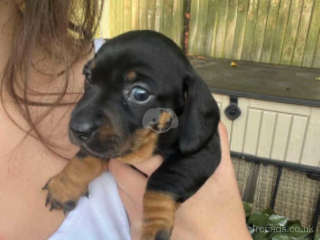 Miniature Dachshund puppies for sale in Folkestone, Kent - Image 3