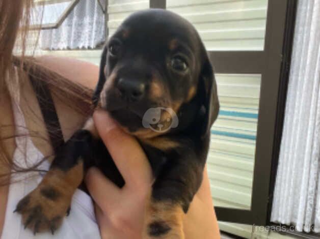 Miniature Dachshund puppies for sale in Folkestone, Kent - Image 4