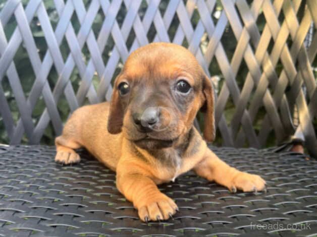 Miniature Dachshund puppies for sale in Folkestone, Kent - Image 5