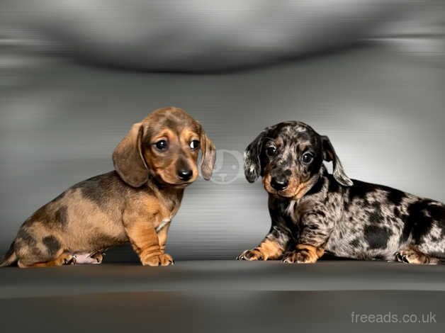 Miniature Dachshund puppies for sale in Kidwelly/Cydweli, Carmarthenshire