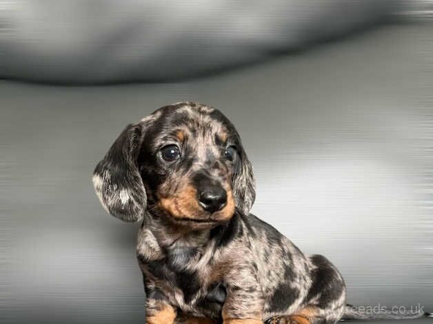 Miniature Dachshund puppies for sale in Kidwelly/Cydweli, Carmarthenshire - Image 2