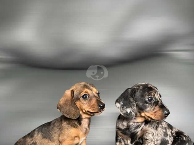 Miniature Dachshund puppies for sale in Kidwelly/Cydweli, Carmarthenshire - Image 3