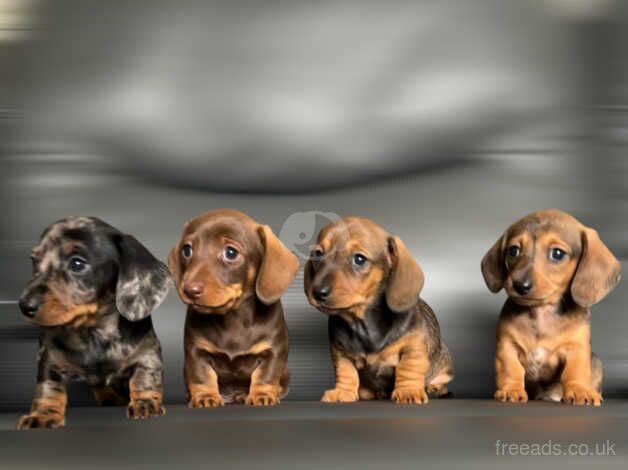 Miniature Dachshund puppies for sale in Kidwelly/Cydweli, Carmarthenshire - Image 4