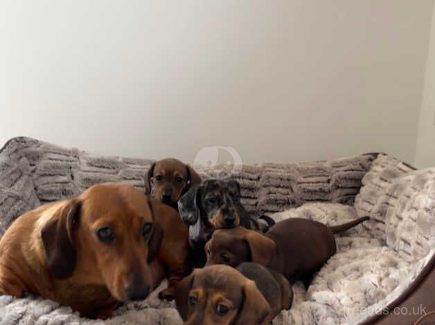 Miniature Dachshund puppies for sale in Kidwelly/Cydweli, Carmarthenshire - Image 5