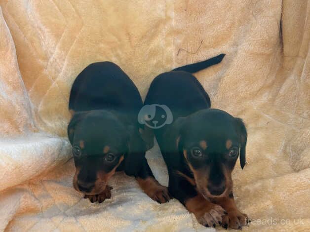 Miniature dachshund puppies for sale in Kilmarnock, East Ayrshire