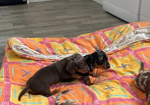 Dachshunds for sale in Llanelli, Carmarthenshire