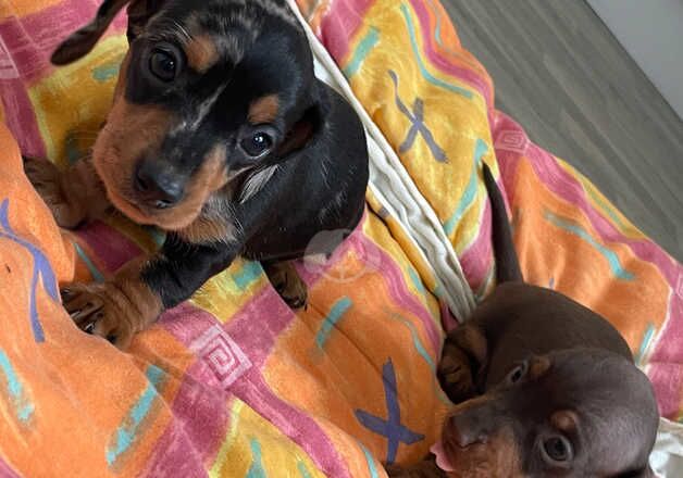 Miniature dachshund puppies for sale in Llanelli, Carmarthenshire - Image 3