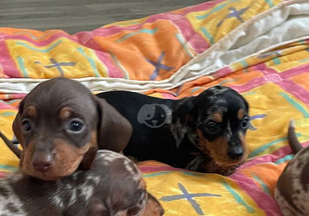 Miniature dachshund puppies for sale in Llanelli, Carmarthenshire - Image 4