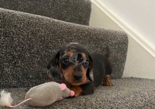 Miniature dachshund puppies for sale in Llanelli, Carmarthenshire