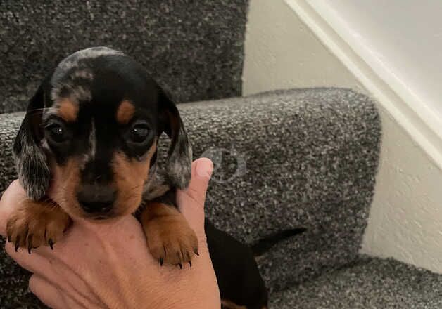 Miniature dachshund puppies for sale in Llanelli, Carmarthenshire - Image 3