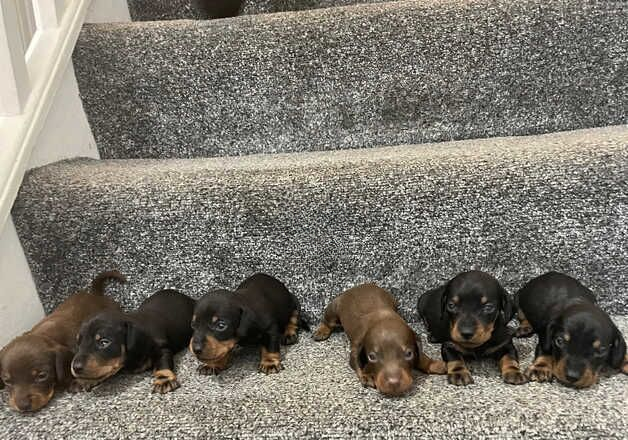 Miniature dachshund puppies for sale in Llanelli, Carmarthenshire