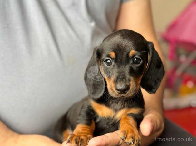 Miniature dachshund puppies for sale in Manchester, Greater Manchester - Image 1