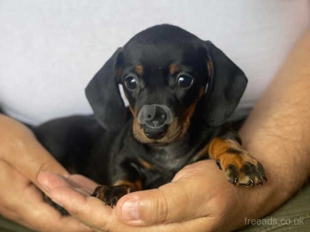 Miniature dachshund puppies for sale in Manchester, Greater Manchester - Image 2