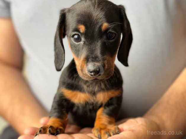 Miniature dachshund puppies for sale in Manchester, Greater Manchester - Image 3