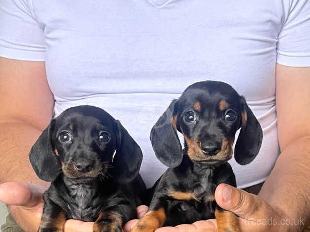 Miniature dachshund puppies for sale in Manchester, Greater Manchester - Image 4