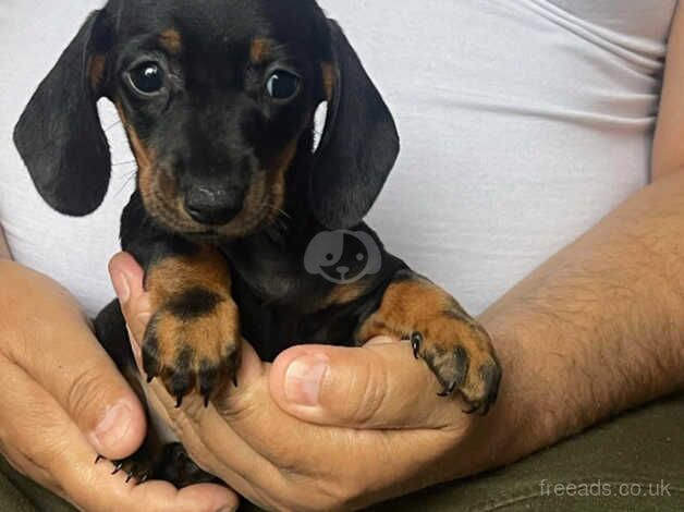 Miniature dachshund puppies for sale in Manchester, Greater Manchester - Image 5