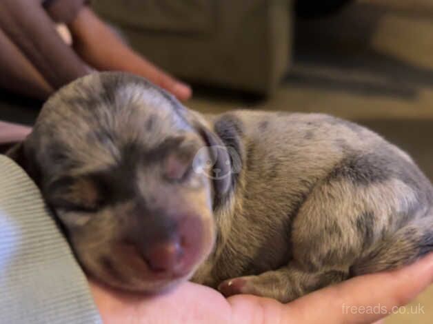 Miniature dachshund puppies for sale in Newport, Shropshire