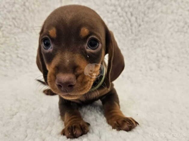 Miniature Dachshund Puppies for sale in Newport, Shropshire