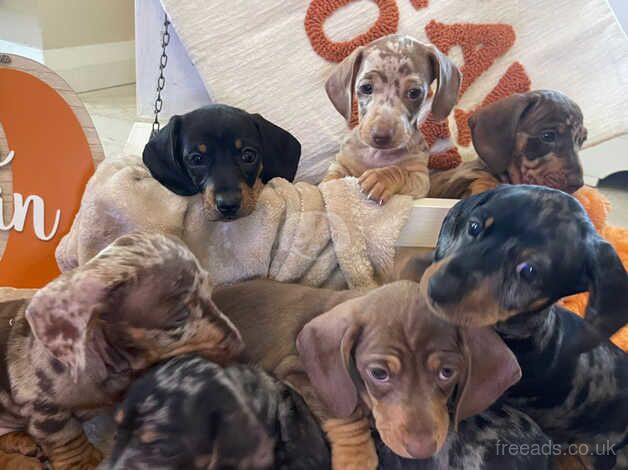 Miniature dachshund puppies for sale in Newry, Armagh - Image 1