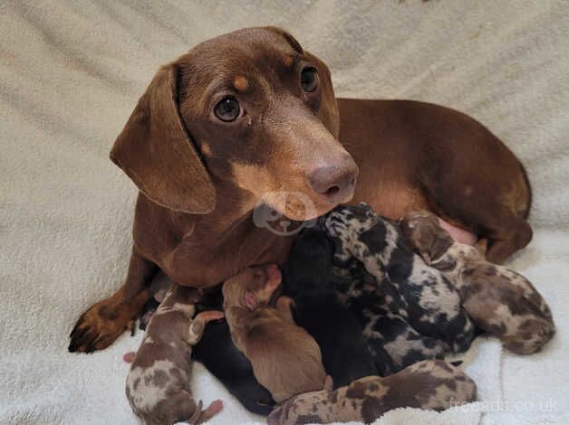 Miniature dachshund puppies for sale in Newry, Armagh - Image 2