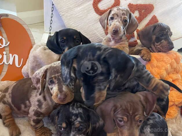 Dachshund Puppies for sale in Armagh