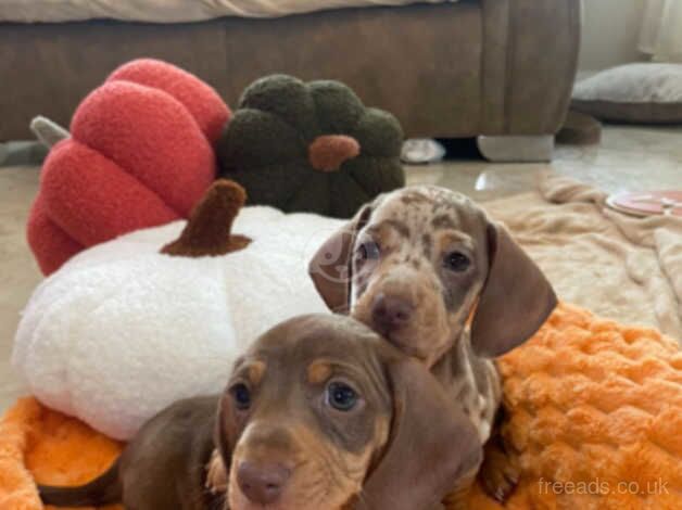 Dachshund Puppies for sale