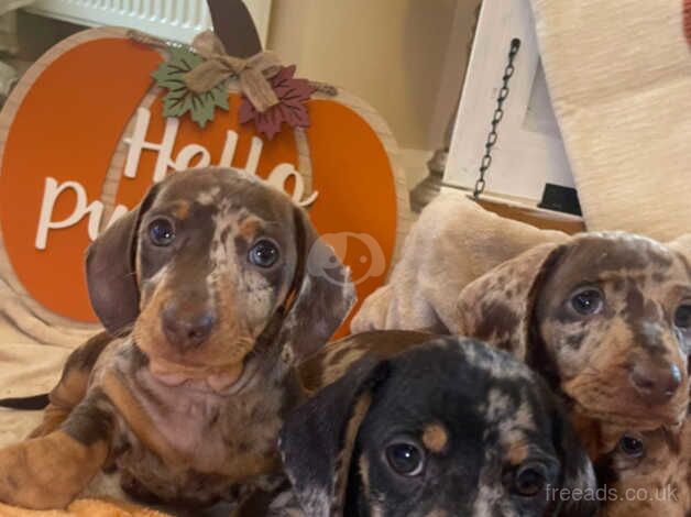 Miniature dachshund puppies for sale in Newry, Armagh - Image 5