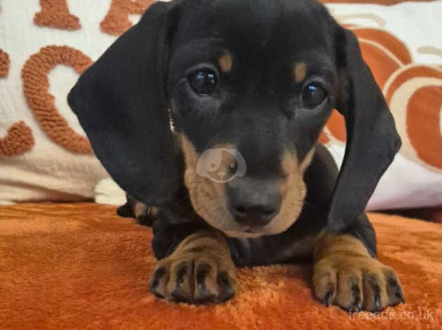 Miniature dachshund puppies for sale in Newry, Newry and Mourne - Image 1