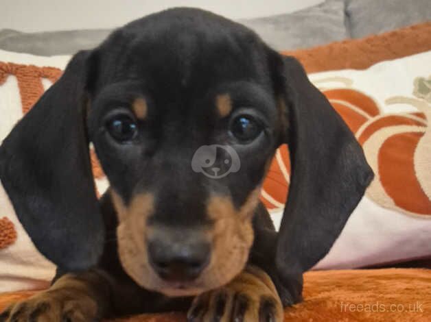 Dachshunds for sale in Newry, Newry and Mourne