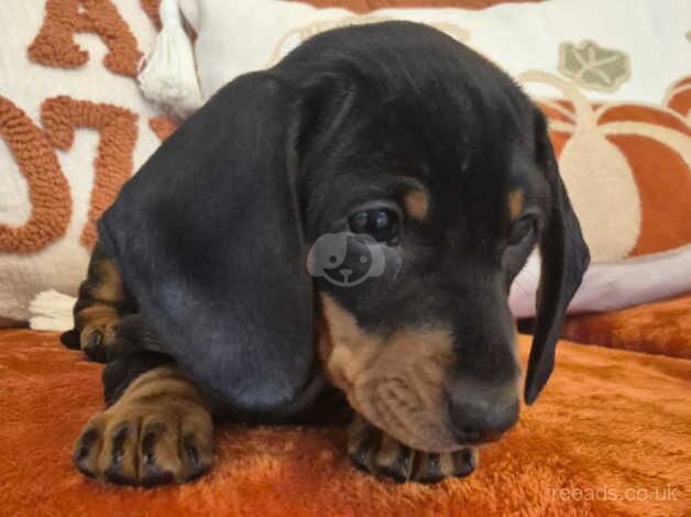 Dachshund Puppies for sale in Newry and Mourne