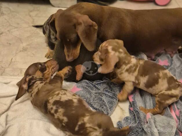 Dachshund Puppies for sale