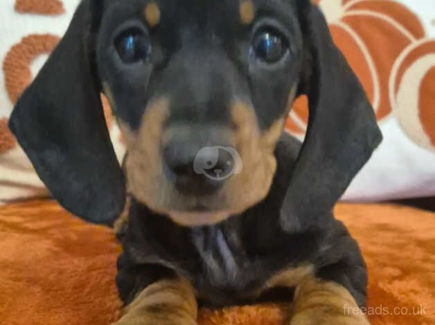 Miniature dachshund puppies for sale in Newry, Newry and Mourne - Image 5