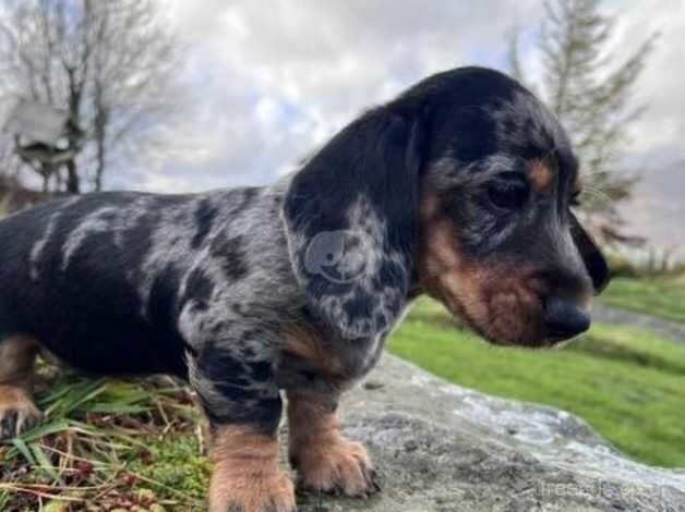 Miniature Dachshund Puppies for sale in Woodbridge, Suffolk