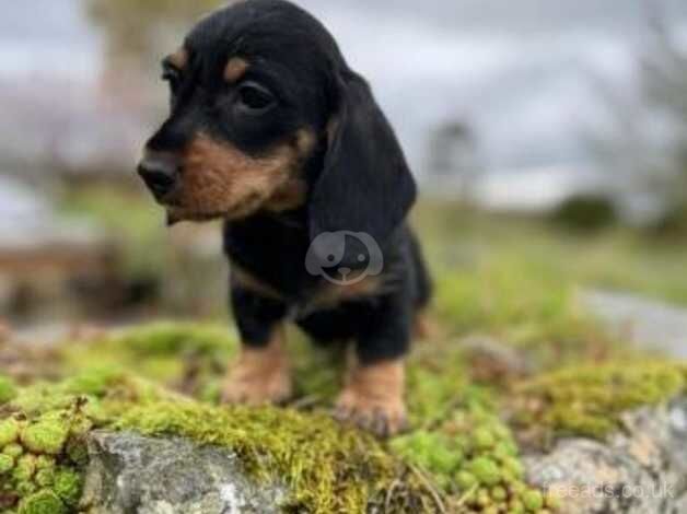 Dachshunds for sale in Woodbridge, Suffolk