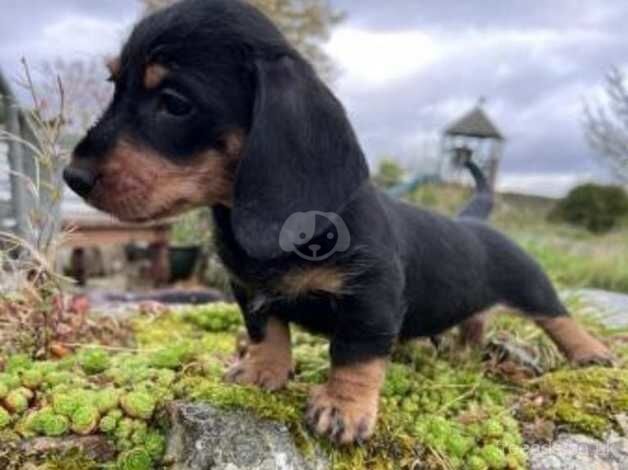 KC Registered Dachshund Puppies for sale in Suffolk