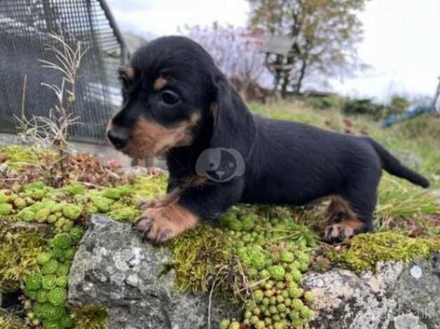 Dachshund Puppies for sale