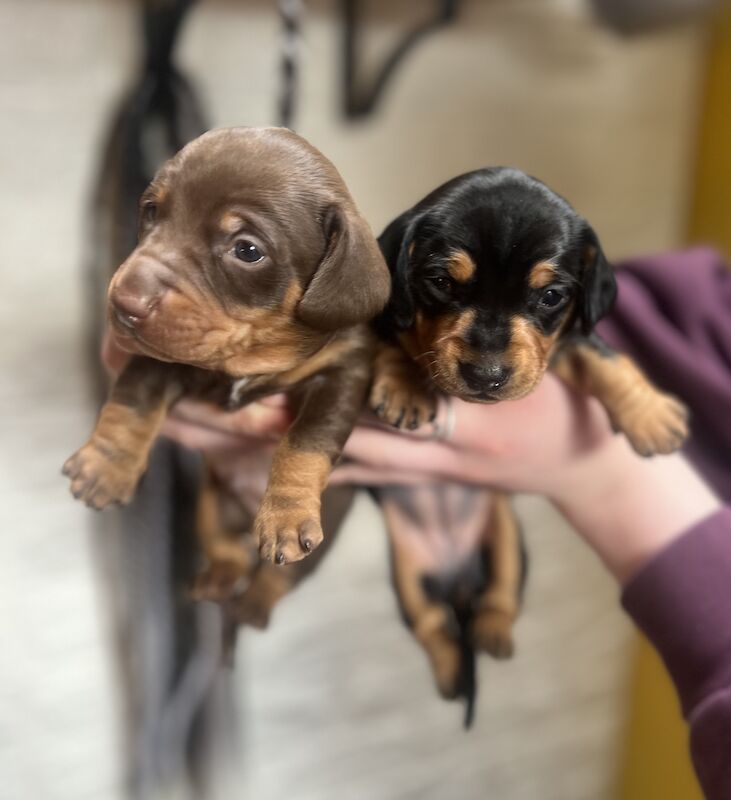 Smooth hair, miniature Dachshund puppies/ 1 black/tan girl left for sale in Northampton, Northamptonshire - Image 1