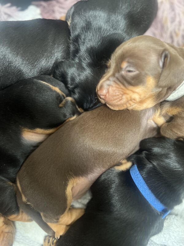 Smooth hair, miniature Dachshund puppies/ 1 black/tan girl left for sale in Northampton, Northamptonshire - Image 3