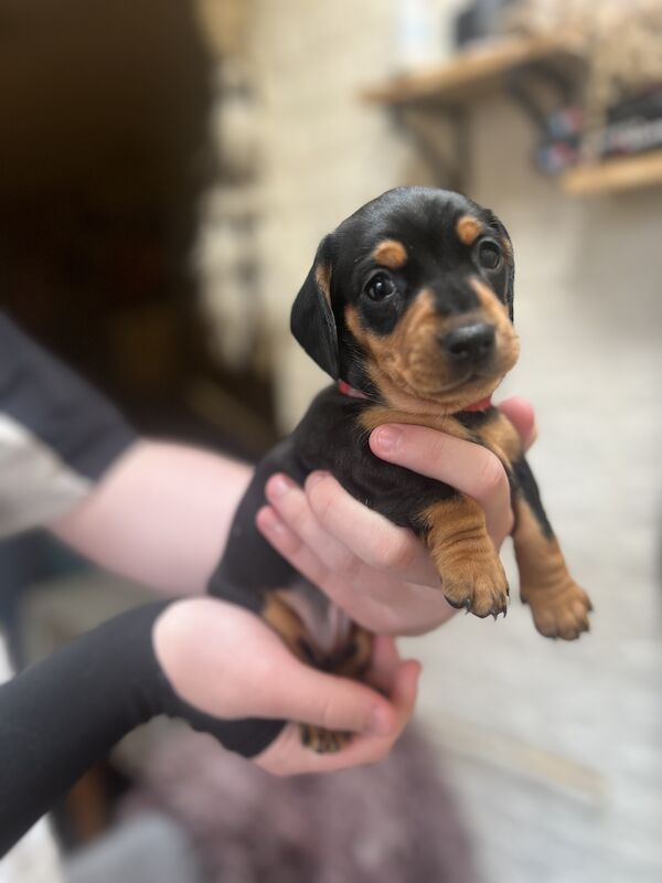 Smooth hair, miniature Dachshund puppies/ 1 black/tan girl left for sale in Northampton, Northamptonshire - Image 2