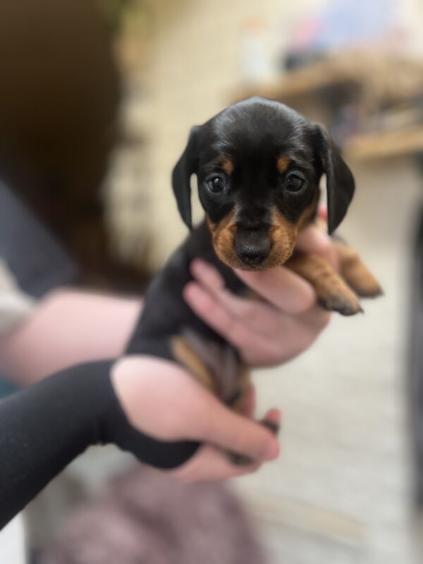 Smooth hair, miniature Dachshund puppies/ 1 black/tan girl left for sale in Northampton, Northamptonshire - Image 4