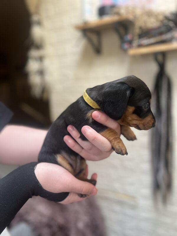 Smooth hair, miniature Dachshund puppies/ 1 black/tan girl left for sale in Northampton, Northamptonshire - Image 5