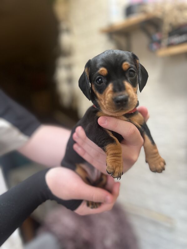 Smooth hair, miniature Dachshund puppies/ 1 black/tan girl left for sale in Northampton, Northamptonshire - Image 6