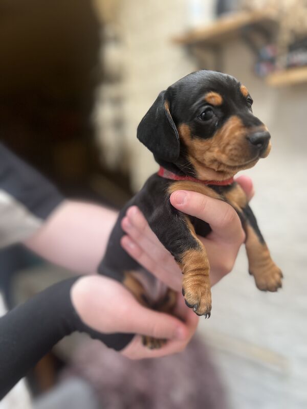 Smooth hair, miniature Dachshund puppies/ 1 black/tan girl left for sale in Northampton, Northamptonshire - Image 7