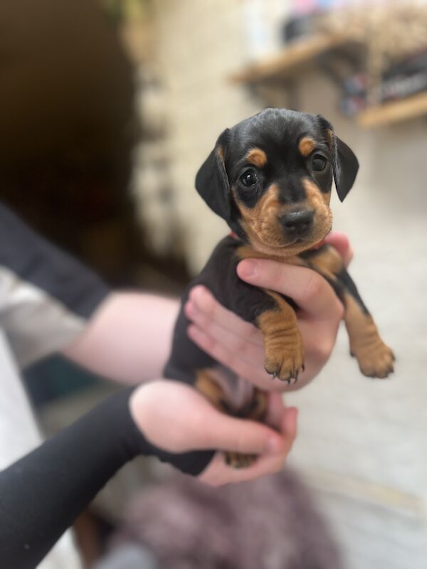 Smooth hair, miniature Dachshund puppies/ 1 black/tan girl left for sale in Northampton, Northamptonshire - Image 8
