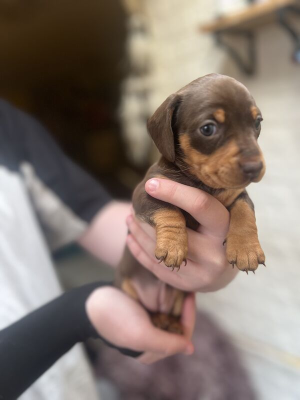 Smooth hair, miniature Dachshund puppies/ 1 black/tan girl left for sale in Northampton, Northamptonshire - Image 10