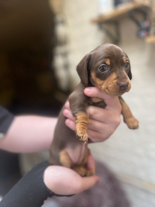 Smooth hair, miniature Dachshund puppies/ 1 black/tan girl left for sale in Northampton, Northamptonshire - Image 11