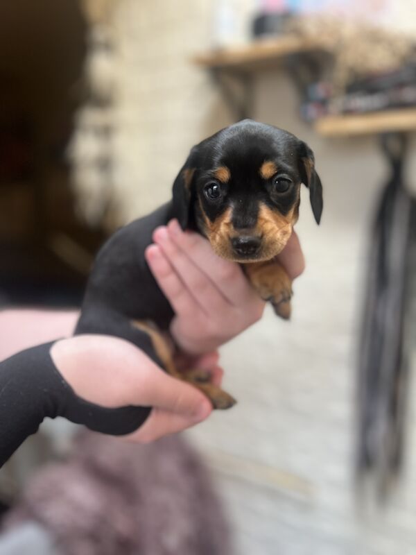 Smooth hair, miniature Dachshund puppies/ 1 black/tan girl left for sale in Northampton, Northamptonshire - Image 12