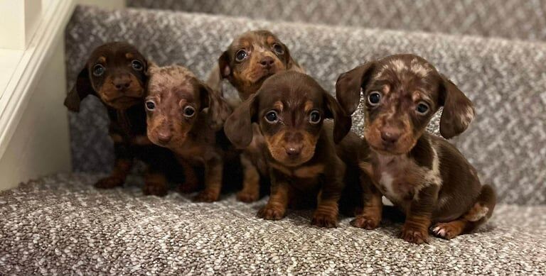 Miniature Dachshund Puppies for sale in Dungannon, County Tyrone