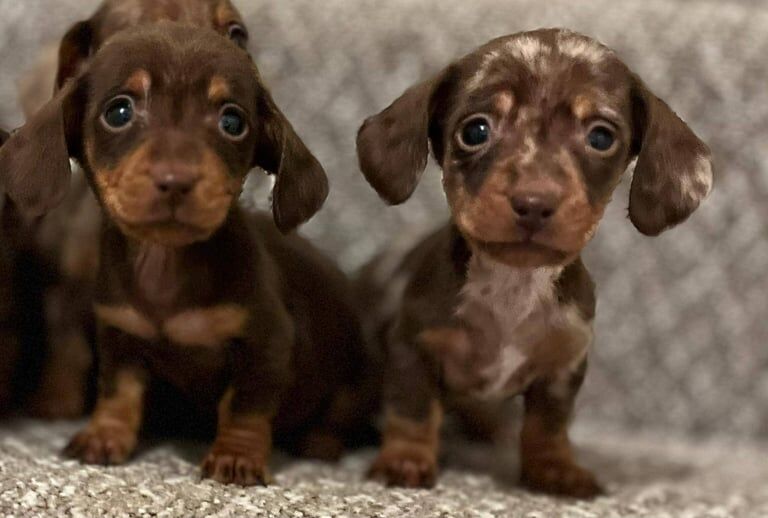 Miniature Dachshund Puppies for sale in Dungannon, County Tyrone - Image 2