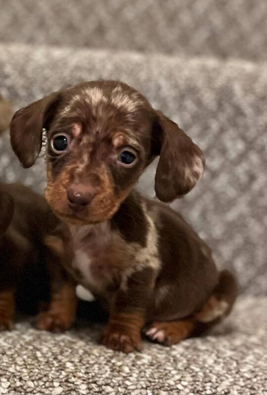 Miniature Dachshund Puppies for sale in Dungannon, County Tyrone - Image 3